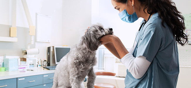animal care tri1 2022